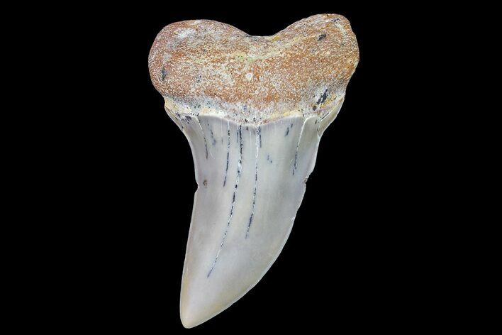 1.84" Fossil Shark Tooth (Carcharodon planus) - Bakersfield, CA